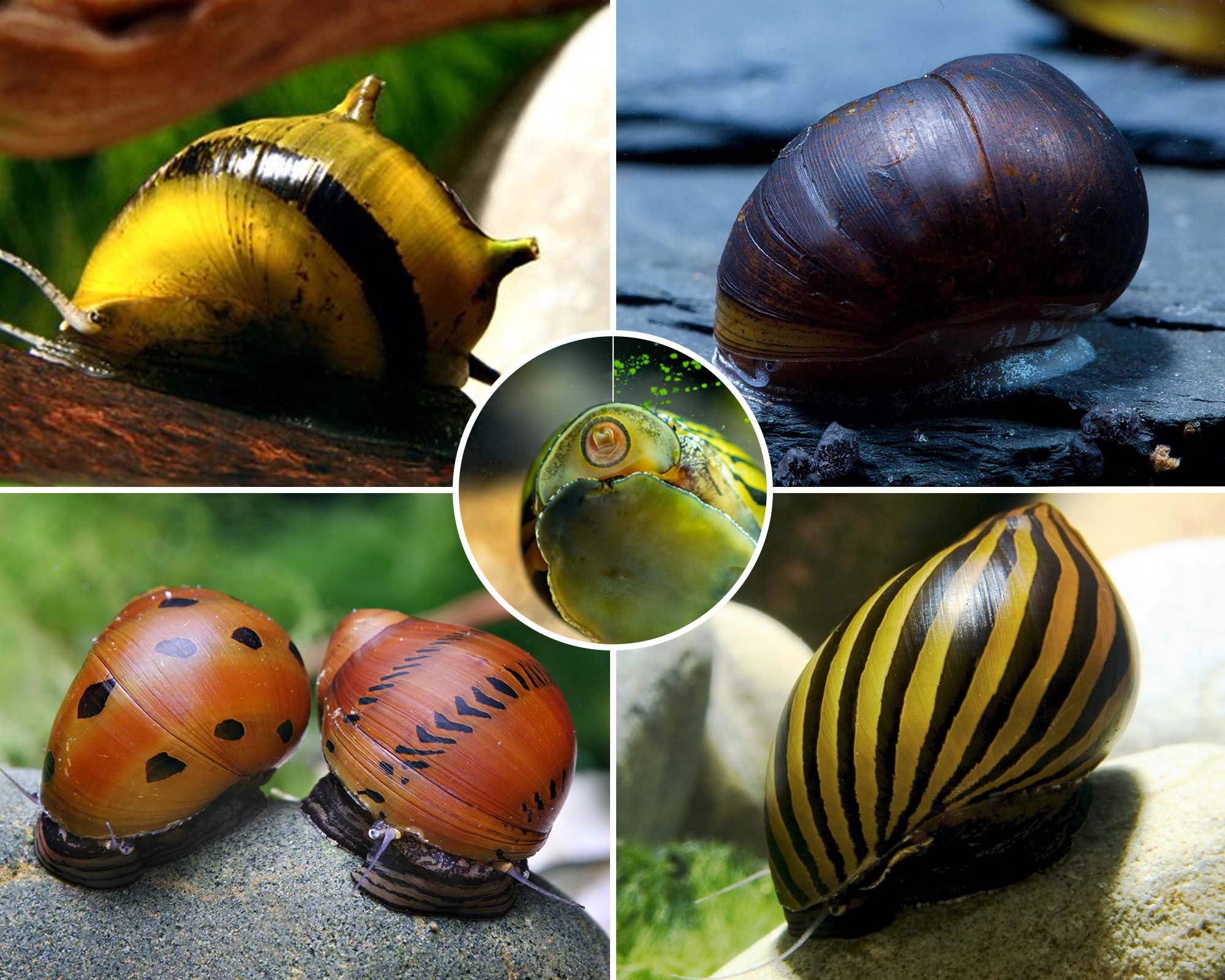 Algae-Eating Snails: Neritina and Clithon